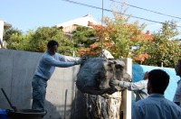 錦鯉　造園,庭池　錦鯉,造園 池,庭池　石組み