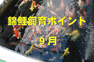 錦鯉 秋の消毒,錦鯉 餌切り 温度