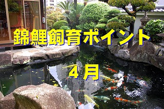 鯉の餌やり時期,錦鯉 消毒