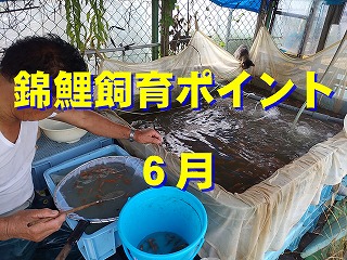 錦鯉 消毒,錦鯉 水質