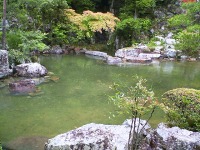 錦鯉 一時預かり,錦鯉 ストック