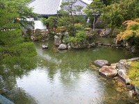 錦鯉 一時預かり,錦鯉 ストック