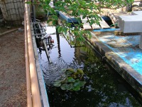 池清掃 業者,池 高圧水洗い,