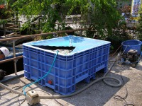 池清掃 業者,池 高圧水洗い,