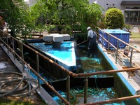 池清掃 業者,池 高圧水洗い,