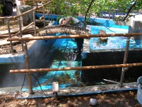 池清掃 業者,池 高圧水洗い,