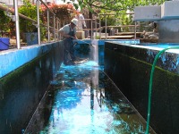 池清掃 業者,池 高圧水洗い,