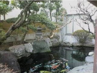 庭池　錦鯉