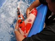 錦鯉池管理,池管理,管理,錦鯉管理業務,メンテナス,管理業務,