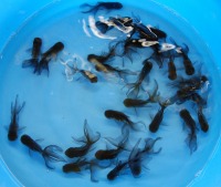 青文魚　通販,青文魚　販売,,