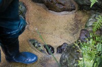 池 リフォーム,池 改修