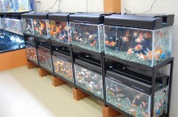 金魚水槽 販売