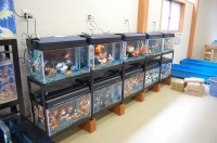 金魚水槽 販売