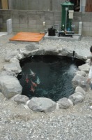 錦鯉 造園,庭池 錦鯉,造園 池,錦鯉池 作り