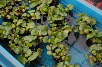 ホテイソウ 販売