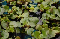 ホテイソウ 販売