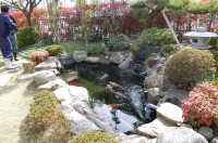 池 リフォーム,錦鯉池 改修,庭池 施工