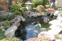 池 リフォーム,錦鯉池 改修,庭池 施工