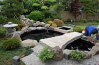 錦鯉 庭池,和風鑑賞池 錦鯉