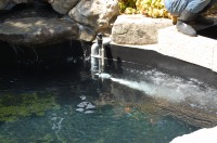 アクアジェット 庭池,和風鑑賞池 アクアジェット