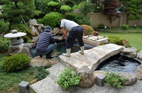 錦鯉 庭池,和風鑑賞池 錦鯉