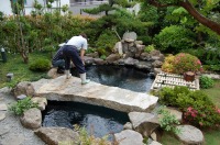 錦鯉 庭池,和風鑑賞池 錦鯉