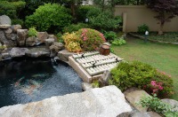 錦鯉 庭池,和風鑑賞池 錦鯉