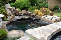 錦鯉 庭池,和風鑑賞池 錦鯉