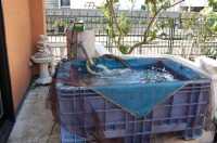 錦鯉 ジャンボックス