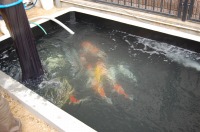 コンクリート池 錦鯉,池作り 業者