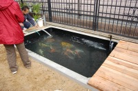 コンクリート池 錦鯉,池作り 業者