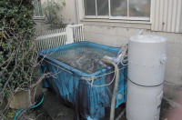 錦鯉 ジャンボックス