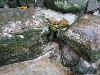 庭池 防水工事,庭池 FRP防水,池 高圧水洗い