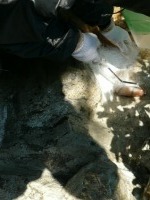 庭池 防水工事,庭池 FRP防水