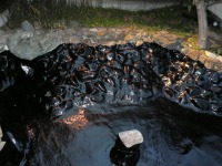 庭池 防水工事,庭池 FRP防水,池 水漏れ