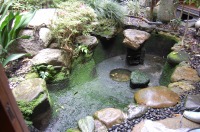 池 リフォーム,錦鯉池 改修,庭池 施工