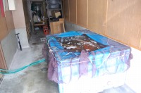 飼育容器 ジャンボックス,錦鯉容器 飼育