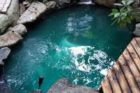 池 リフォーム,錦鯉池 改修,庭池 施工