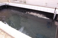 錦鯉 洋風池,洋風池 施工,錦鯉池 アクアジェット