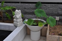 錦鯉 洋風池,洋風池 施工,ウォーターガーデン 池用塗料