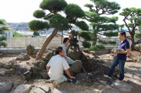 錦鯉 和風池,庭池 施工
