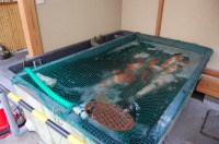 庭池 防水工事,庭池 FRP防水,錦鯉 ストック池