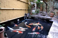 錦鯉池管理,池管理,管理,錦鯉管理業務,メンテナス,管理業務,