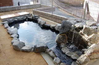 和風鑑賞池 錦鯉