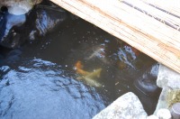 庭池 防水工事,庭池 FRP防水,池 水漏れ修理