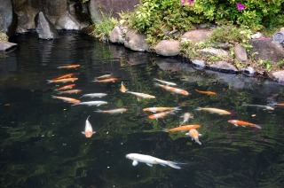 庭池 防水工事,庭池 FRP防水,池 水漏れ修理