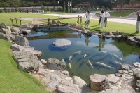 錦鯉 和風池,業者 和風鑑賞池,庭池 業者,,