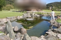 錦鯉 和風池,業者 和風鑑賞池,庭池 業者,,