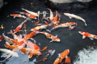 庭池 防水工事,庭池 FRP防水,池 水漏れ修理