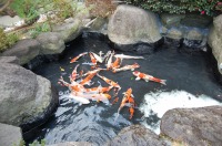 庭池 防水工事,庭池 FRP防水,池 水漏れ修理